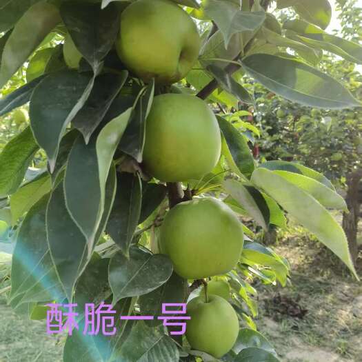 澄城县酥脆一号