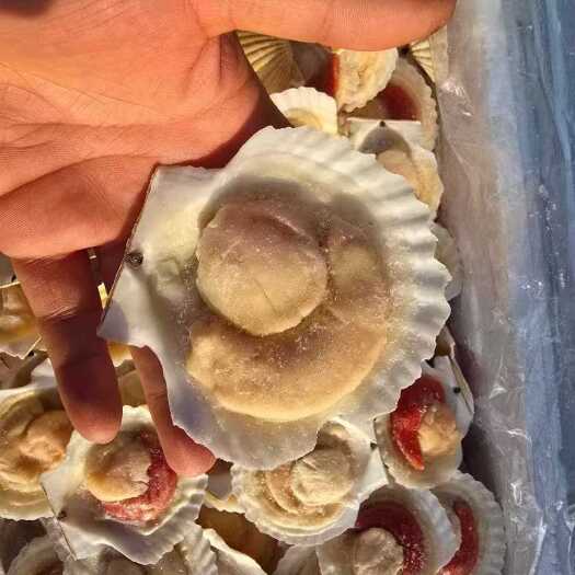 东港市半壳贝高品质，厂家直销，价格优惠