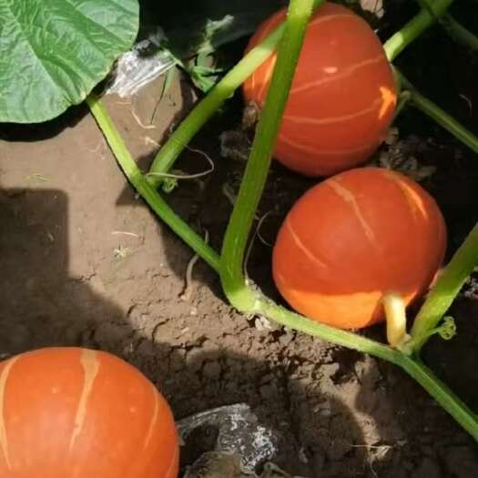 玉田南瓜