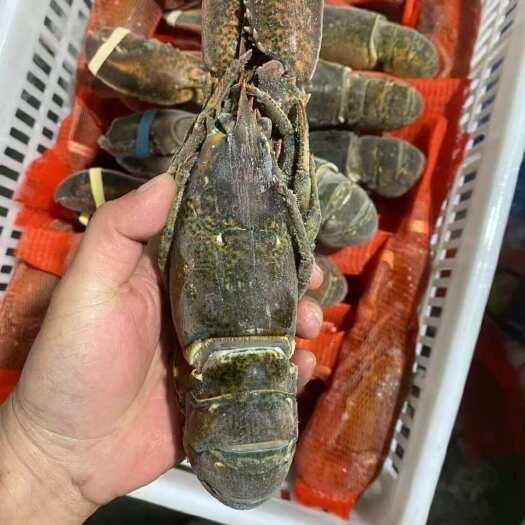 波龙，波士顿龙虾