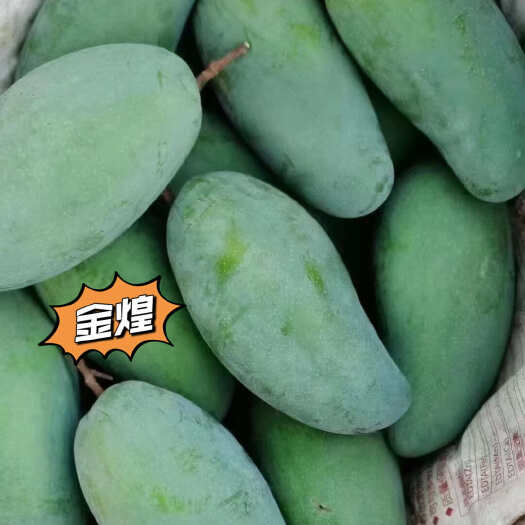 会理市四川金煌芒热带水果新鲜芒果快递按需发货