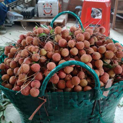 南宁广西南宁良庆区桂味荔枝新鲜水果热带品种产地直供