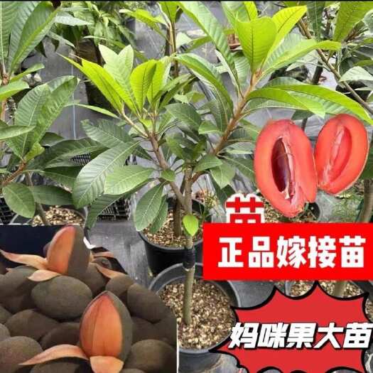 陵水县妈咪果苗