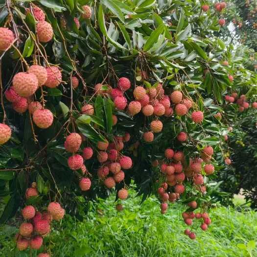 灵山县桂味