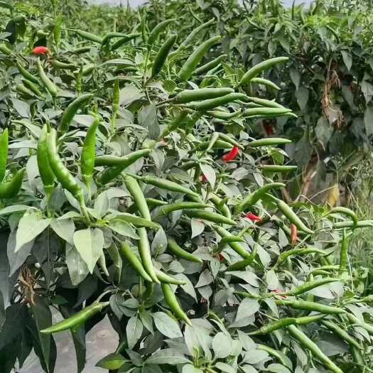 陕西合阳朝天椒 茄果类蔬菜 批发整车配送 产地直供