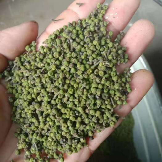 武宁县吴茱萸药材