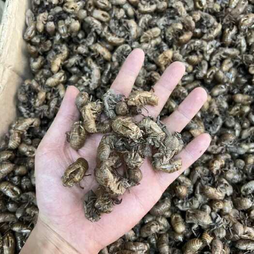 昆明知了壳 蝉蜕