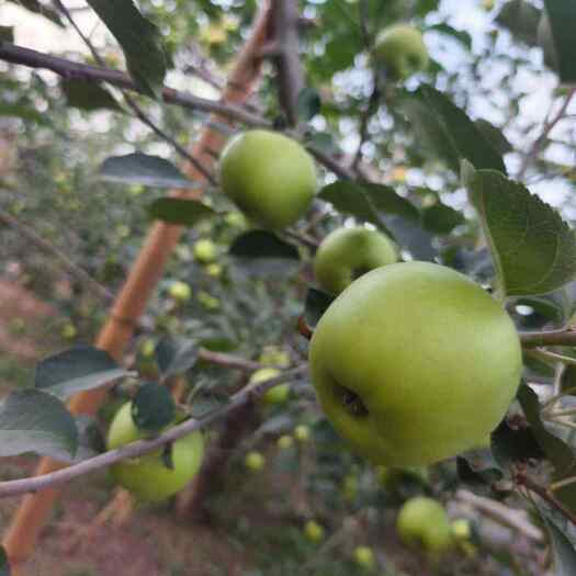 新鲜青苹果现摘