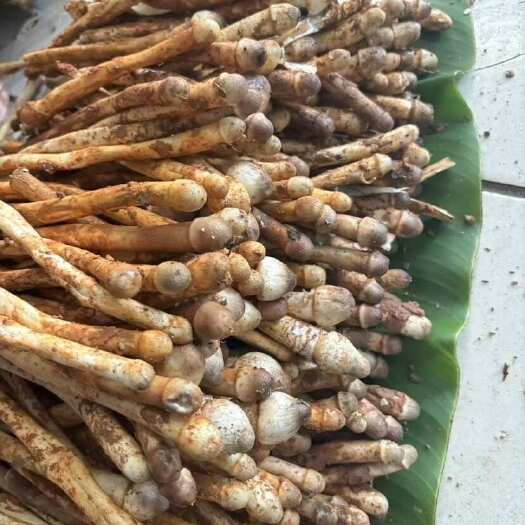 思茅古堆鸡纵
