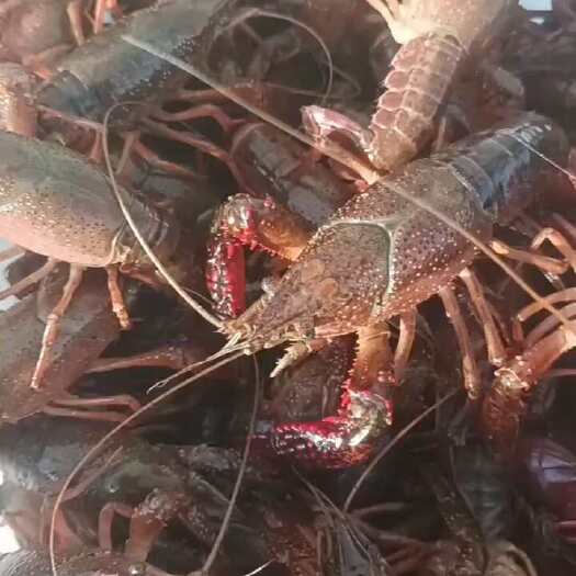 精品小龙虾
