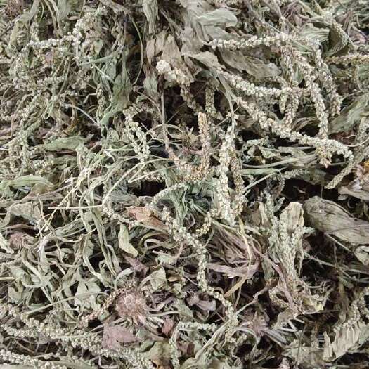 成都中药材车前草