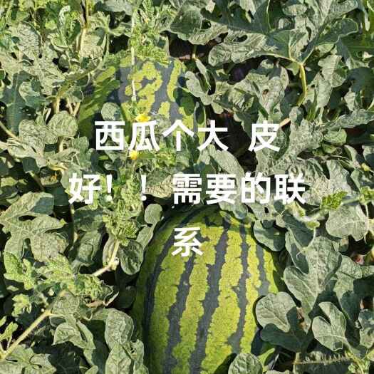 保定甜王西瓜