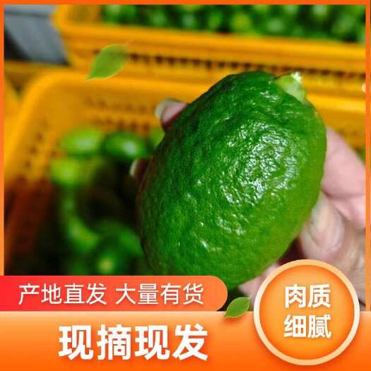 博白县广西香水柠檬一级青果，批发新鲜采摘产地直发无子