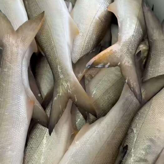 珠海批发四指马鲅，午鱼，马友鱼，自家养殖基地