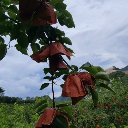 平乐县桂花梨