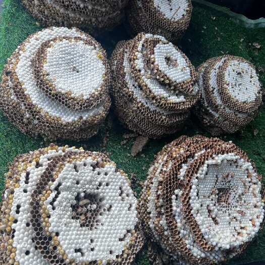 云南昆明呈贡区禽畜肉蛋蜂蛹虫类鲜活农产品产地直供