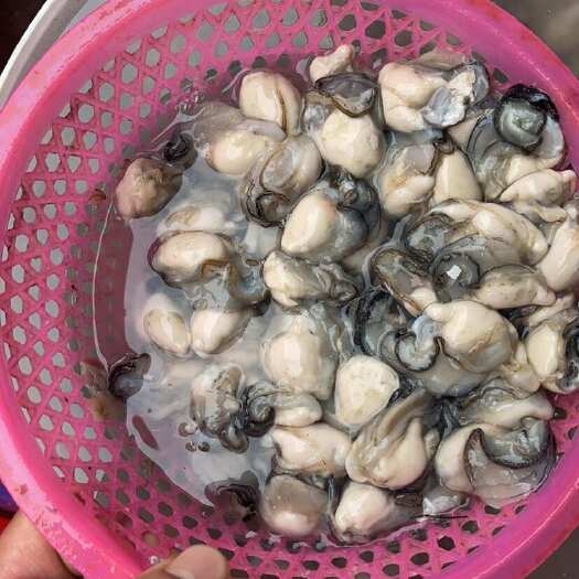 饶平县生蚝肉。生蚝