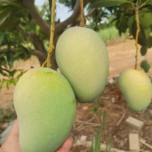 田东县广西百色台农芒果，当季水果