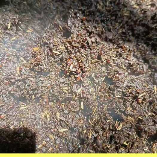 重庆市贵州酒糟/茅台酒糟/贵州茅台绿色酒糟坤子糟 看得见的粮食