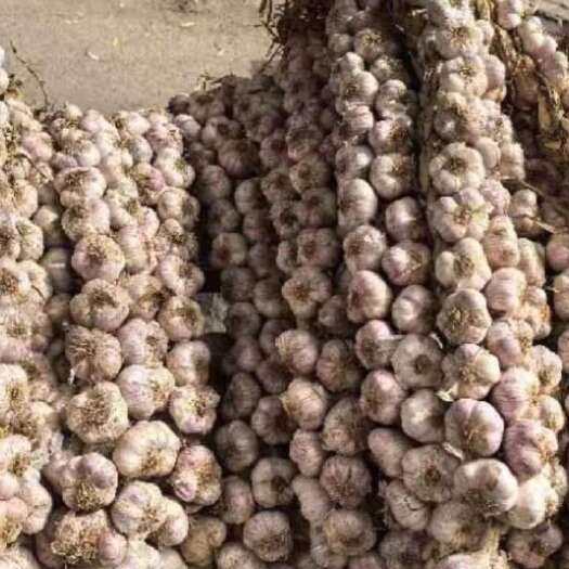 紫皮蒜