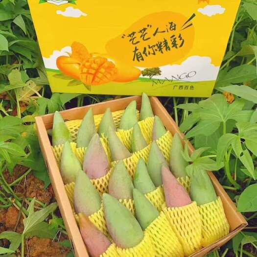 百色广西田阳辣椒芒新鲜热带水果芒果优质产地直供