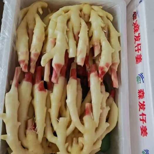 子姜