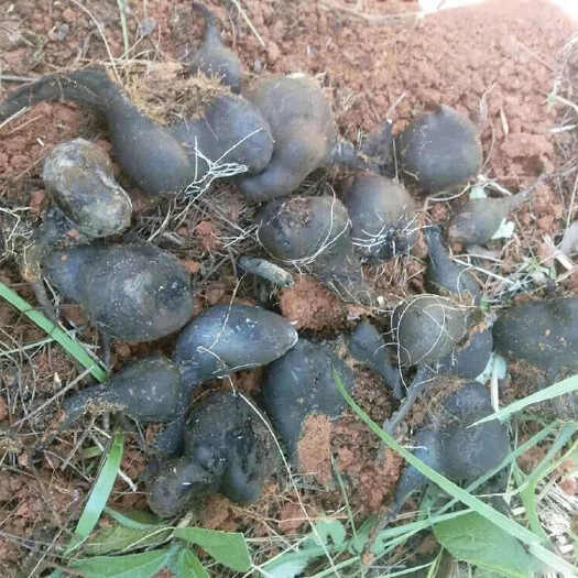 白蚁坑里的仙菌乌灵参
