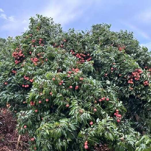 南宁桂味荔枝大量上市