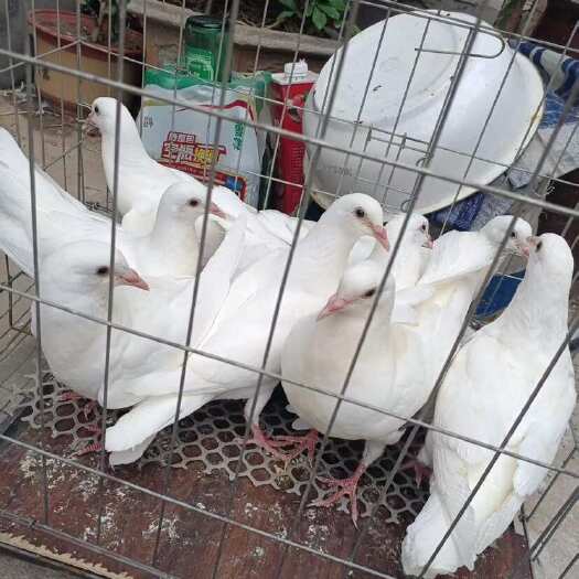 济南肉鸽子 熬汤吃肉补品