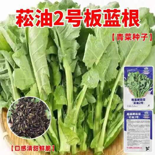 菘油2号板蓝根菜苔种子特色蔬菜食用适应性广庭院阳台盆栽蔬菜种