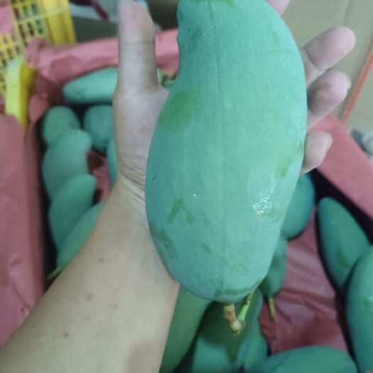 百色百色芒果，桂七芒，香甜软糯，芒果届的爱马仕
