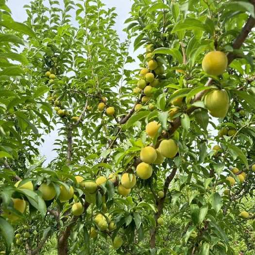 林州市太行山清脆脱骨蜂糖李离核脱核