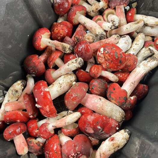 腾冲猴桥大红菌