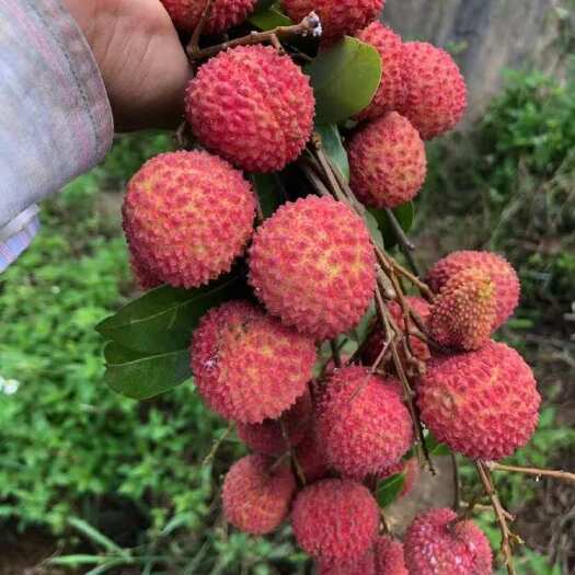 荔枝