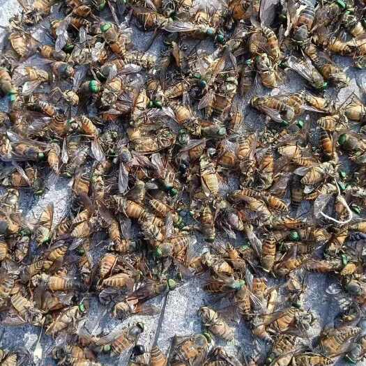 牛虻虫，个大10mm干货，有需要的老板联系，650每斤出