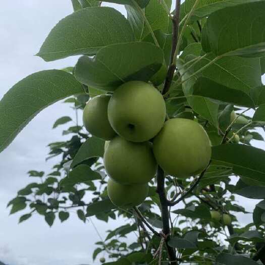 米易县攀枝花市米易县小蜜梨