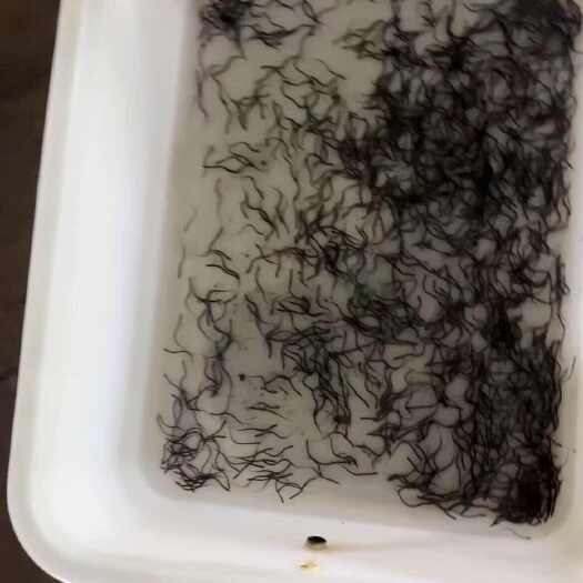 富顺县大黄斑