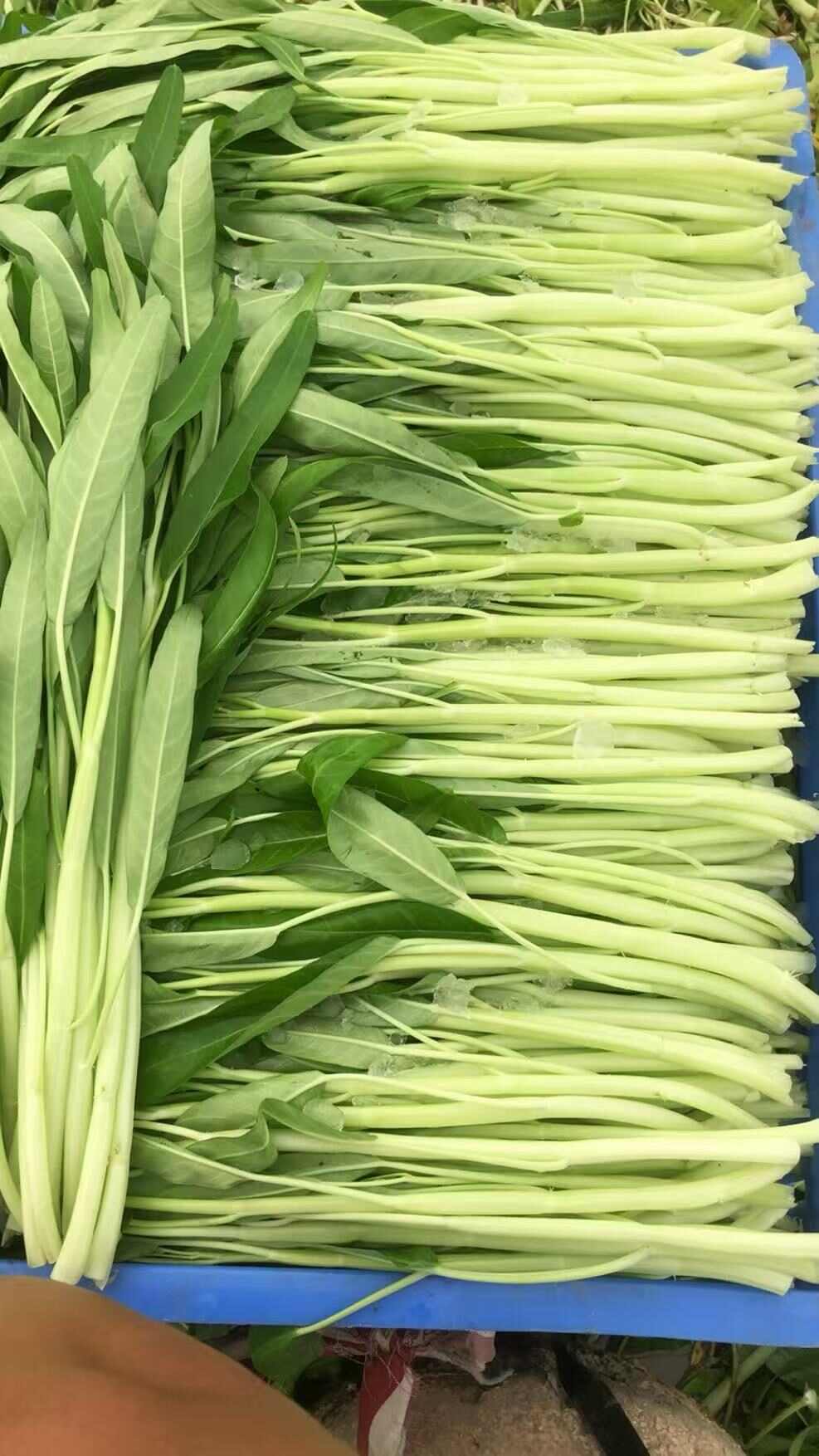 白桿空心菜