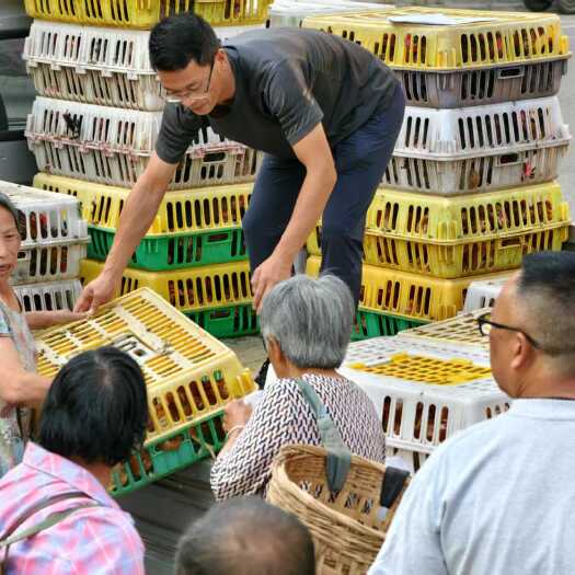 金堂县农村散养土鸡