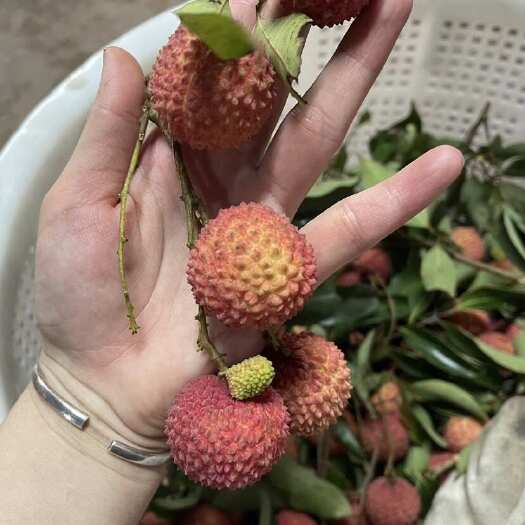 博罗县桂味荔枝 广东惠州博罗产地直发 热带水果新鲜采摘