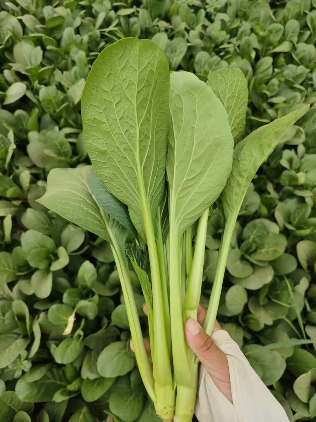 菜心 广东菜心 产地直发 质量保证