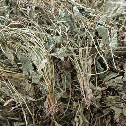 成都中药材紫花地丁