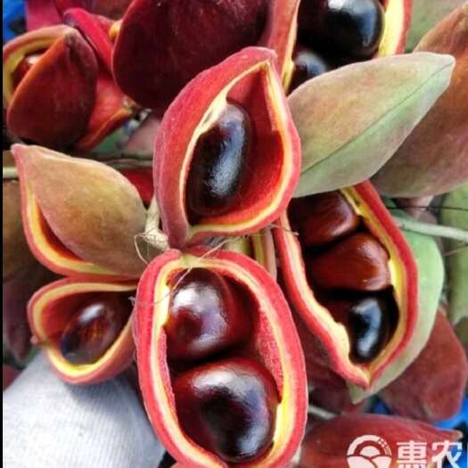 龙州县萍婆果，九层皮