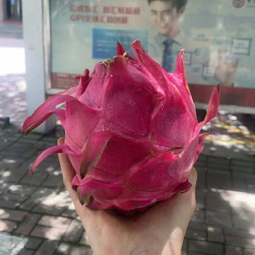钦州金都一号火龙果