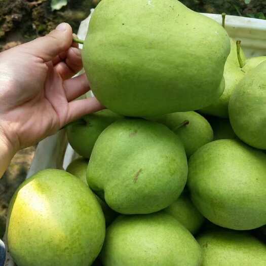 阳信县早熟梨