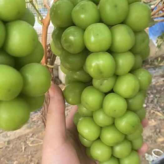 大名县阳光玫瑰大量上市 保质保量，产地直供  一手货源