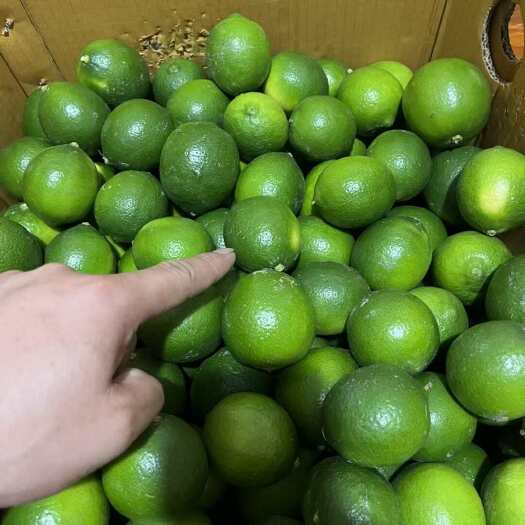 南宁无籽青柠