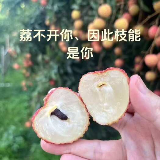 惠来县惠来桂味