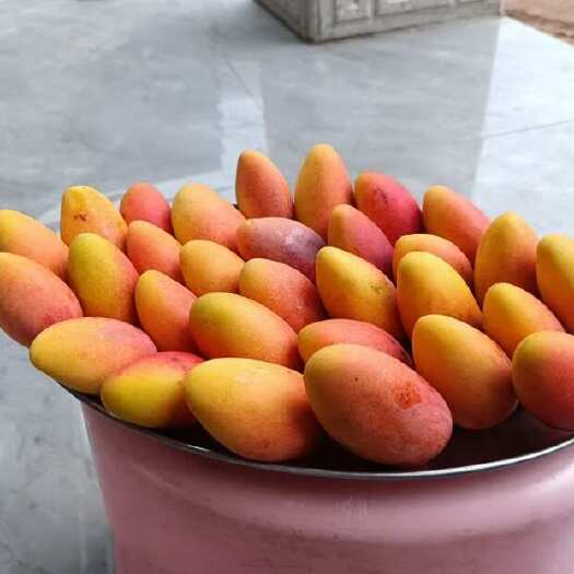 米易县攀枝花贵妃芒