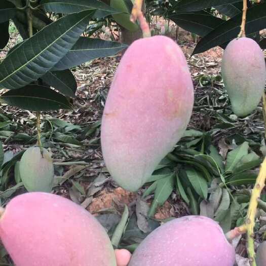 百色金煌芒